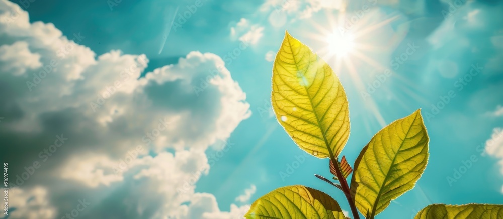 Poster stunning flower leaf against a bright sky with sun rays suitable for use as a copy space image