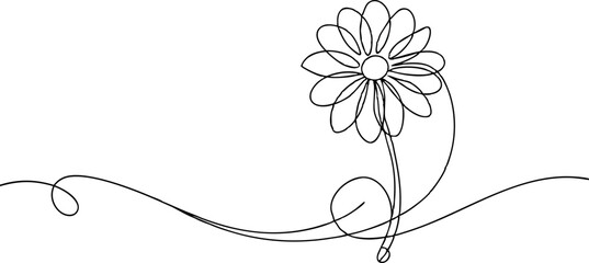 continuous single line drawing of daisy flower, line art vector illustration