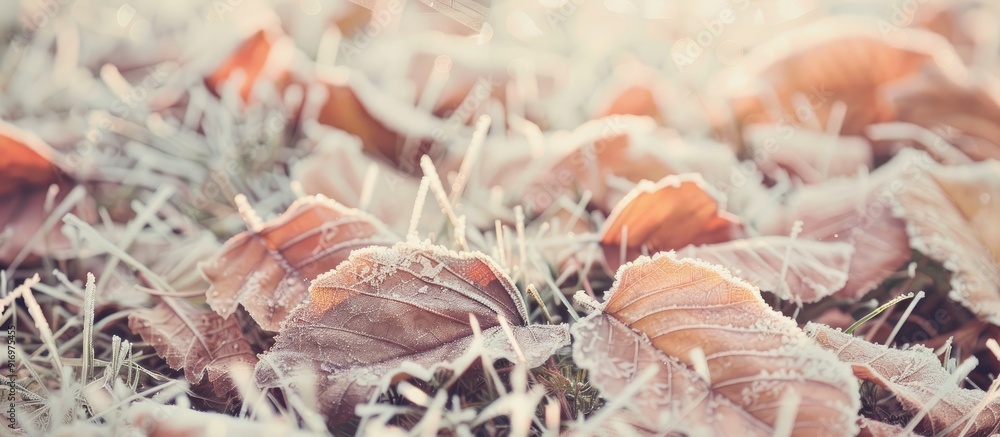 Leinwandbilder vintage film filter adds a retro touch to the autumn background featuring frosted leaves in grass cr