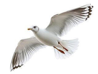 Fototapeta premium Close-up of a seagull in flight with outstretched wings isolated on white background.