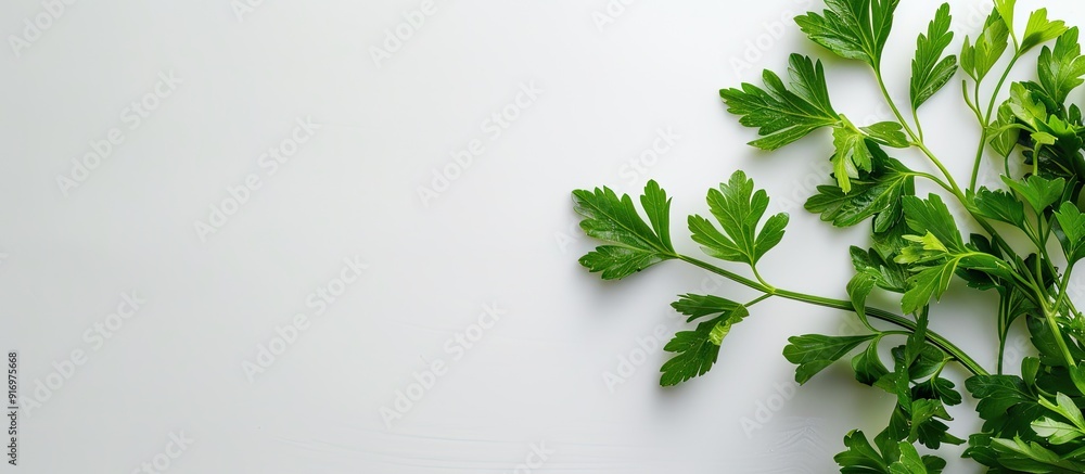 Poster Isolated parsley on a white background with copy space image