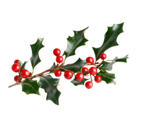 Holly branch with vibrant red berries and dark green leaves, ideal for Christmas decor, holiday themes, and festive designs.