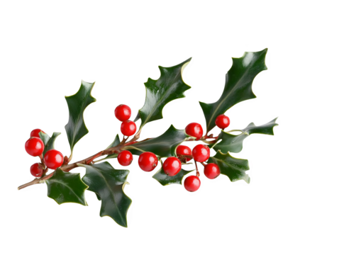 Holly branch with vibrant red berries and dark green leaves, ideal for Christmas decor, holiday themes, and festive designs.