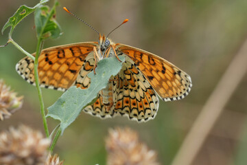 Low angle closeup on a colorful European blue-eyed glanville fritillary butterfly, Melitaea cinxia, Gard , France
