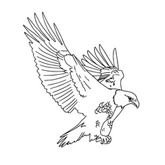 Vector drawing of a flying eagle. Linear drawing of a bird of prey in flight