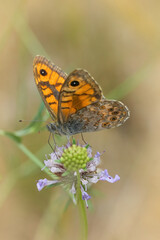 Obraz premium Low angle closeup on a European wall brown butterfly, Lasiommata megera on a pink scabious flower, Gard, France