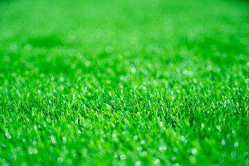 Fototapeta premium Green grass background, wallpaper