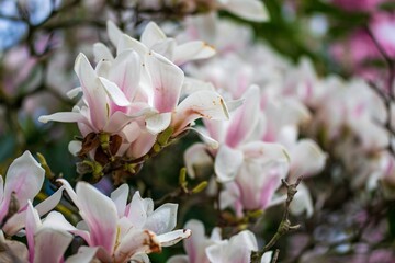 White magnolia flowers	
