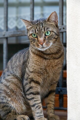 Angry Italian cat looking at camera