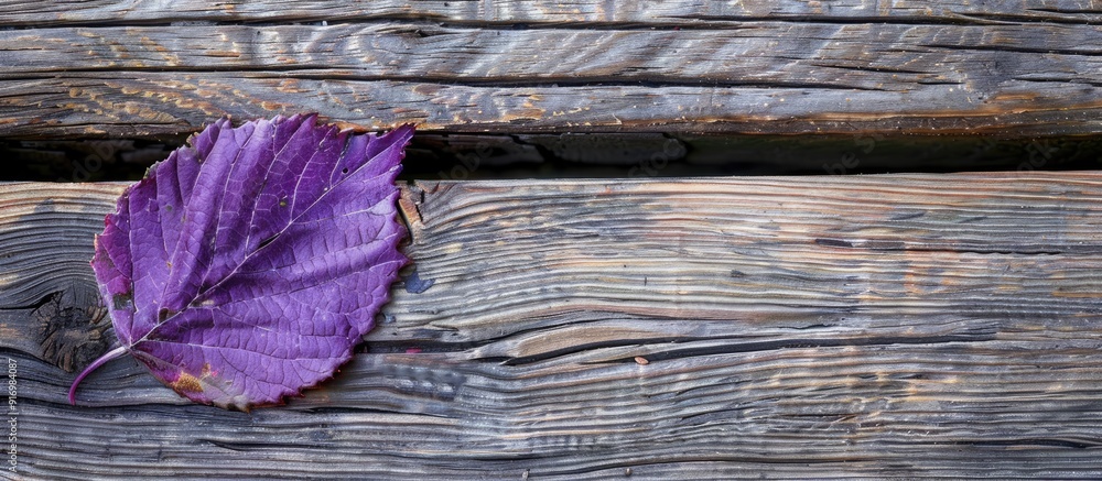 Leinwandbilder top view of a single purple leaf on aged wooden surface creating a thanksgiving autumn holidays back