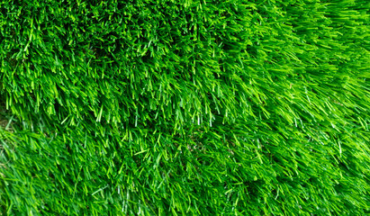 Green grass background, football field