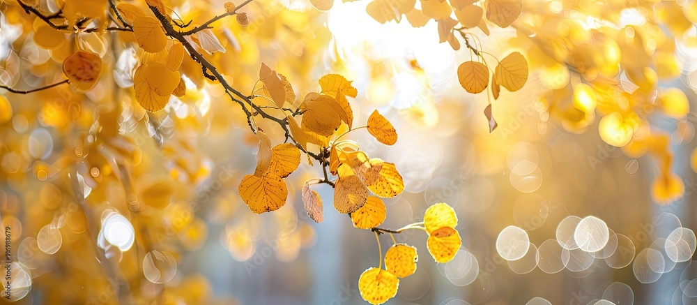 Poster soft focused hanging birch branches with yellow foliage in sunlight set amidst an autumn forest back