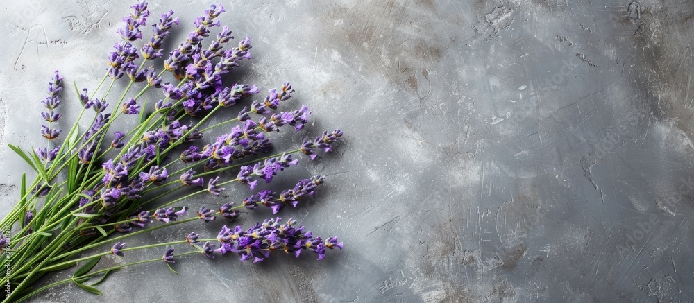 Poster lavender herb sprigs arranged in a bunch on a grey background with copy space image