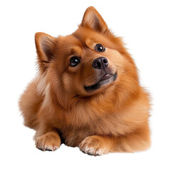 Obraz premium pomeranian dog isolated on white background
