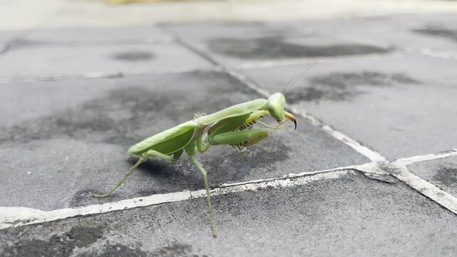 Footage of a green giant mantis perched or sentadu grasshopper on a stone bench.