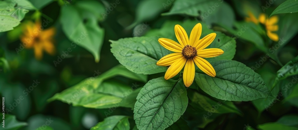 Poster large yellow flower blossoming in the wild set against a backdrop of lush green leaves with copy spa