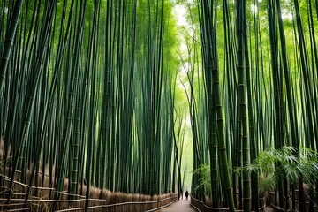 Fototapeta premium A peaceful bamboo forest where shafts of light break through the dense canopy, creating a play of light and shadow on the forest floor. The tall bamboo stalks sway gently in the breeze 