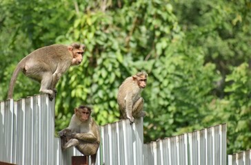 A closeup picture of many rhesus Macaque Monkeys