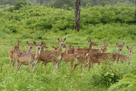 A closeup hear Chital deer or a spotted deer standing in Bandipura forest in Karnataka, India