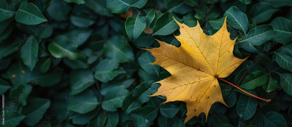 Poster early autumn vibes with a stunning yellow maple leaf contrasting against the lush greenery represent
