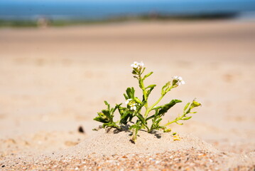 Coastal Resilience: Plant Thriving in Seaside Sand