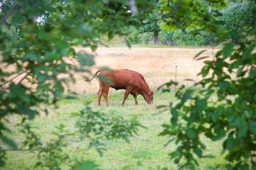 Brown cow grazing in a beautiful paddock during the summer, surrounded by green trees and grass. (Place: Malmköping, Södermanland, Sweden)