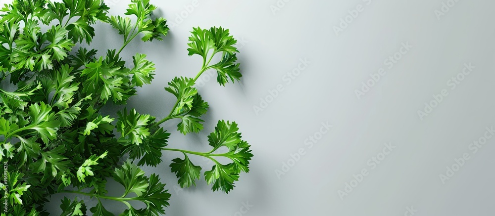 Poster a parsley plant displayed against a plain white background providing ample copy space image for layo