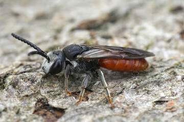 Detailed closeup on a large male red solitary parasitic blood bee, Sphecodes albilabris