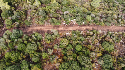 green moss on a tree