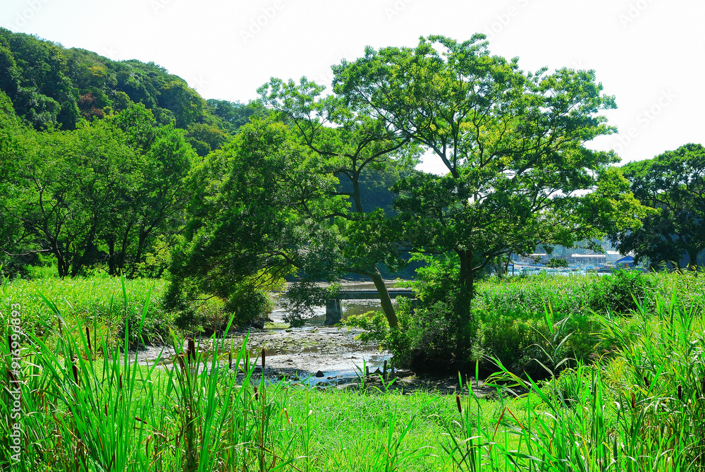 Wall mural 小網代の森　神奈川県三浦市三崎町小網代の風景