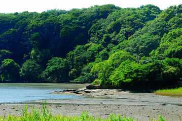 小網代の森　神奈川県三浦市三崎町小網代の風景