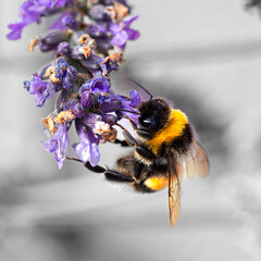 Bumble Bee on Flower collecting pollen.