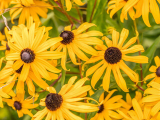 Fototapeta premium Black-eyed Susan flowers in blossom