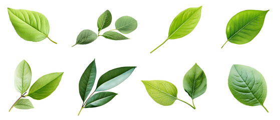 set of green leaves isolated background transparent png