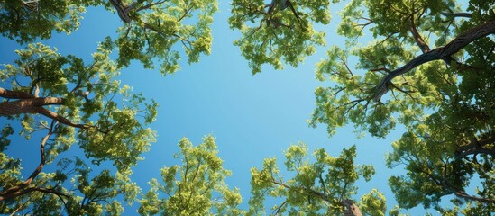 Obraz premium A view of the summer blue sky framed by trees in a forest with ample copy space image available for use