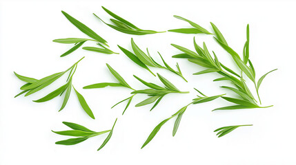 Fototapeta premium tarragon leaves isolated on white background