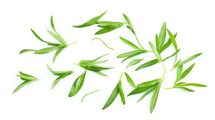 Fototapeta premium tarragon leaves isolated on white background