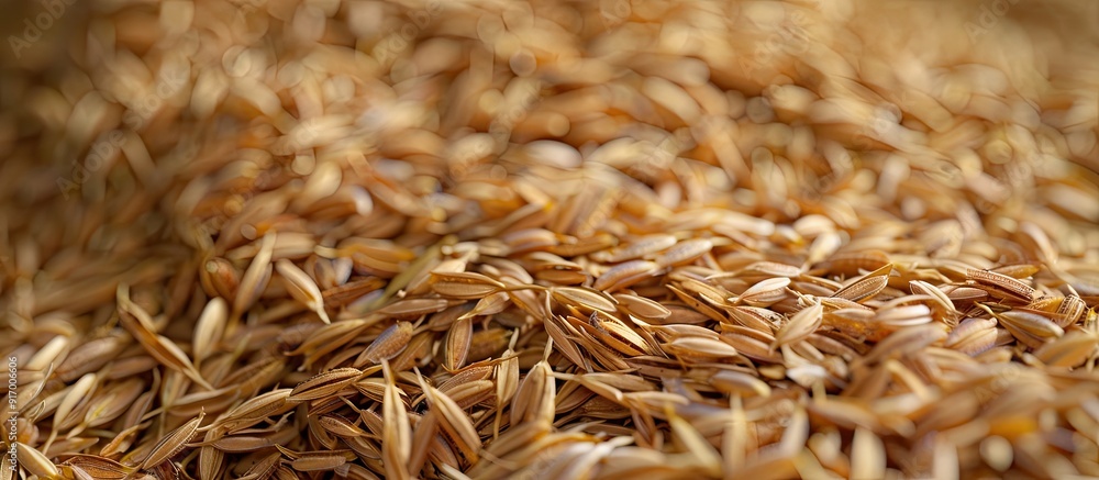 Poster detailed copy space image showing a close up view of a pile of paddy as a concept background
