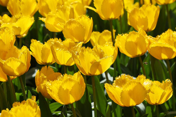 Obraz premium Vibrant Dutch Yellow Tulips: Close-up Floral Beauty