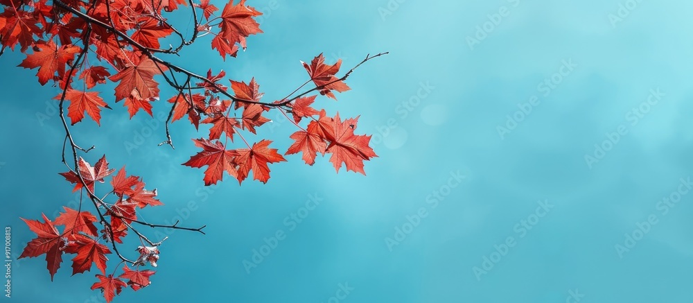 Canvas Prints red maple leaves on a branch against a vivid blue sky in a copy space image