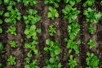 Obraz premium The beds are green. Top view of soil with lettuce, parsley and dill. Even lines are green. Vegetables