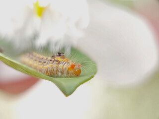 Caterpillar on a Leaf: Preparing for a Meal