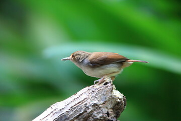 White-chested babbler or Malayan swamp babbler (Pellorneum rostratum) is a species of bird in the ground babbler family, Pellorneidae,