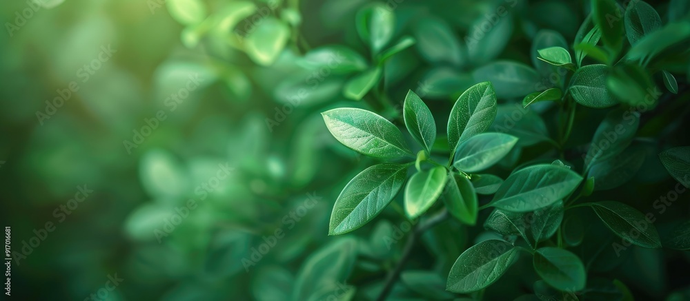Aufkleber soft focus creates a beautiful green leaves background offering a selective view with ample copy spa