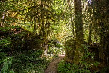 Mossy Tree Trunks Grow On Nursery Tree That Has Been Cut To Allow Trail To Pass Through