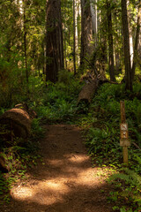 Fototapeta premium No Bike and No Pets Sign Marks The Begining Of The Rhododendron Trail In Redwood