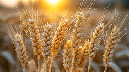 Close-Up of Golden Wheat Ears in a Field During Sunset, Symbolizing Agriculture and Harvest