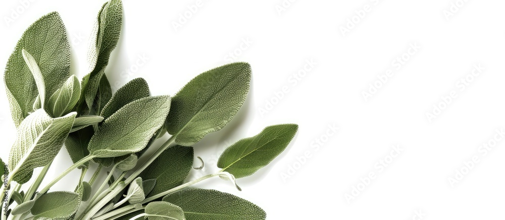 Poster An image featuring a sage leaf decoration in the corner against a white background offers ample copy space