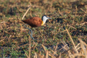 African Jacana (Actophilornis africanus) flying in a field of Water Lilies in a cove in the Chobe river between Namibia and Botswana