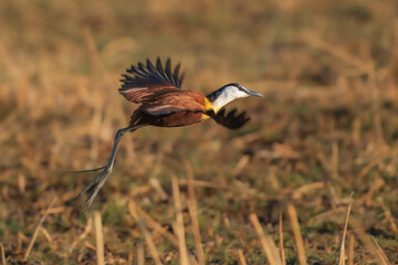 African Jacana (Actophilornis africanus) flying in a field of Water Lilies in a cove in the Chobe river between Namibia and Botswana
